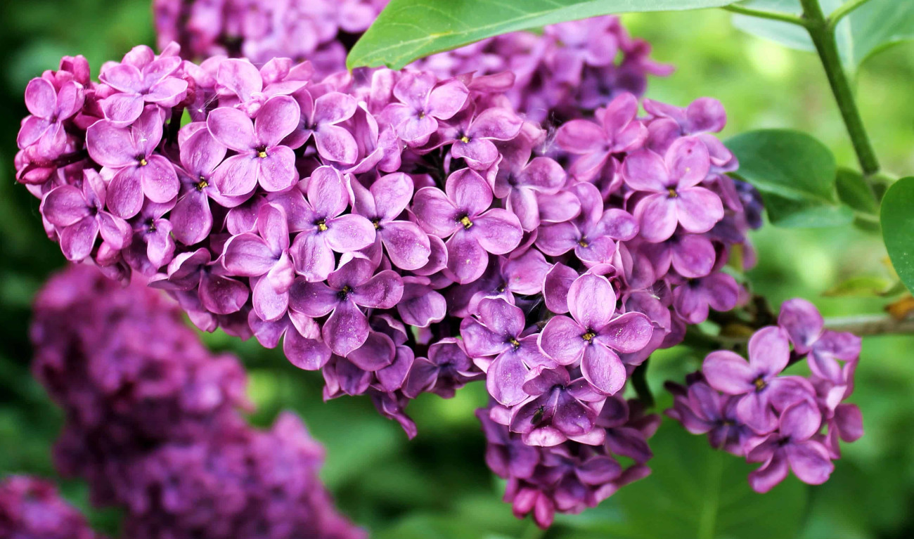 Open edX Lilac